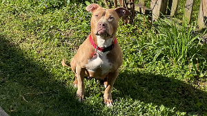 Lost Pet: Petunia