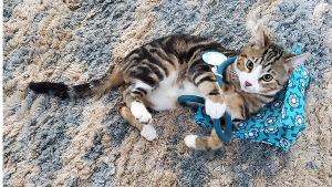 Lost Pet: Stephen