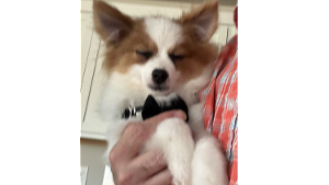 Lost Pet: Jimmy