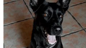 Lost Pet: Charlie