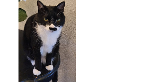 Lost Pet: Max