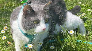 Lost Pet: KEKE