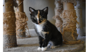 Lost Pet: I.C.
