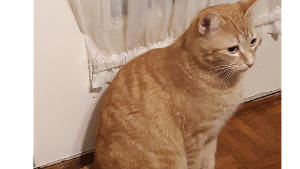 Lost Pet: Lucky