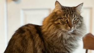 Lost Pet: Rue