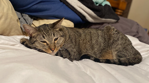 Lost Pet: Picatso