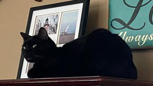 Lost Pet: THACKERY BINX