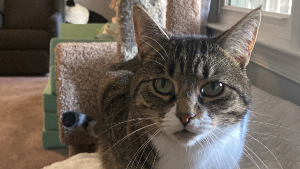 Lost Pet: Wolfi Araibia
