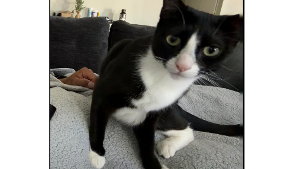 Lost Pet: Ace