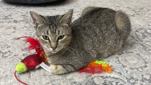 Lost Pet: Stripey