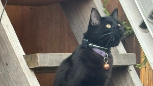 Lost Pet: TARZAN*