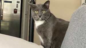 Lost Pet: Jason