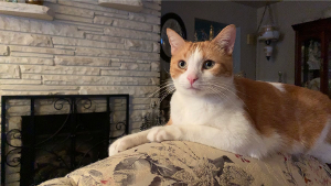 Lost Pet: Bobo Johnson