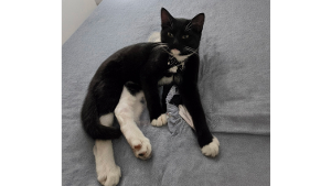 Lost Pet: Jax