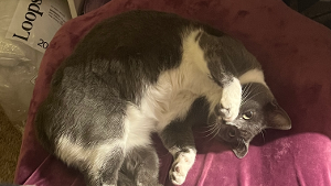 Lost Pet: Vinnie