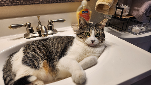 Lost Pet: Gato