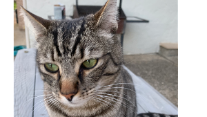 Lost Pet: Blu