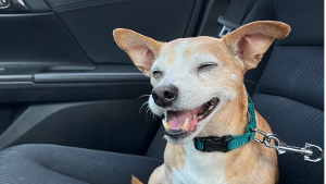 Lost Pet: Ten