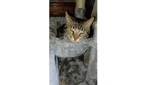 Lost Pet: Sam