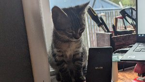 Lost Pet: Ringo