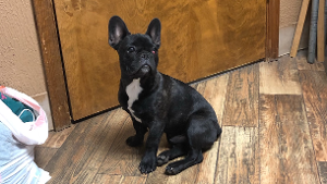 Lost Pet: Bruce