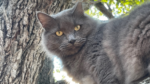 Lost Pet: Early