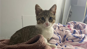 Lost Pet: Lily chupita
