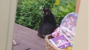 Lost Pet: Costco