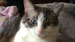 Lost Pet: Liam
