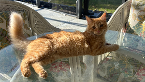 Lost Pet: Cheez?it