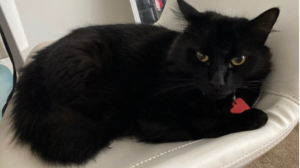 Lost Pet: Salem