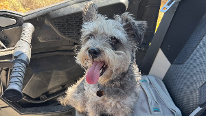 Lost Pet: Bailee
