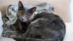 Lost Pet: Tsuki