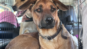 Lost Pet: AJ