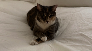 Lost Pet: Lucy