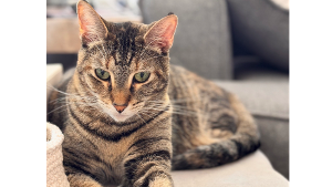 Lost Pet: Lily