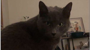 Lost Pet: Margot