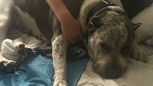 Lost Pet: Luna