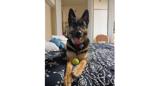 Lost Pet: Diesel