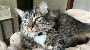 Lost Pet: Dottie