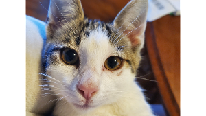 Lost Pet: Bisquick