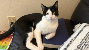 Lost Pet: Little Man