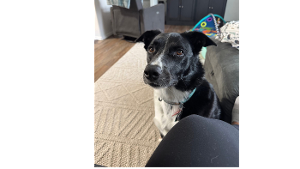 Lost Pet: Millie