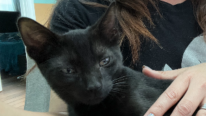 Lost Pet: Aster