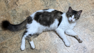 Lost Pet: LUNA