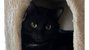 Lost Pet: Spooky