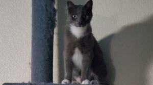 Lost Pet: Newt