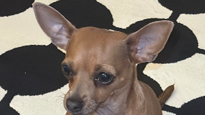 Lost Pet: Meadow