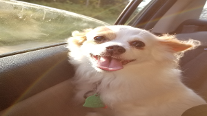 Lost Pet: Benny