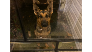 Lost Pet: Harley